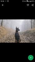 3 Schermata Fondos de Pantalla Doberman HD