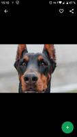 Fondos de Pantalla Doberman HD capture d'écran 1