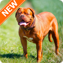 Fondos de Pantalla Dogo de Burdeos HD APK