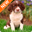 Fondos de Pantalla Springer Spaniel Inglés HD