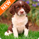 Fondos de Pantalla Springer Spaniel Inglés HD APK