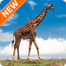 Giraffe Wallpapers HD APK
