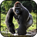 Gorilla Wallpapers APK