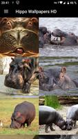 Hippo Wallpapers HD penulis hantaran