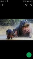 Hippo Wallpapers HD syot layar 1