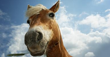 2 Schermata Sonidos de Caballo