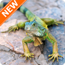 Fondos de Pantalla Iguana HD APK