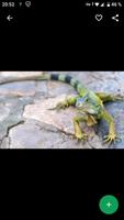 Fondos de Pantalla Iguana HD screenshot 1