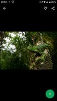 Fondos de Pantalla Iguana HD screenshot 2