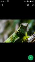 Fondos de Pantalla Iguana HD screenshot 3