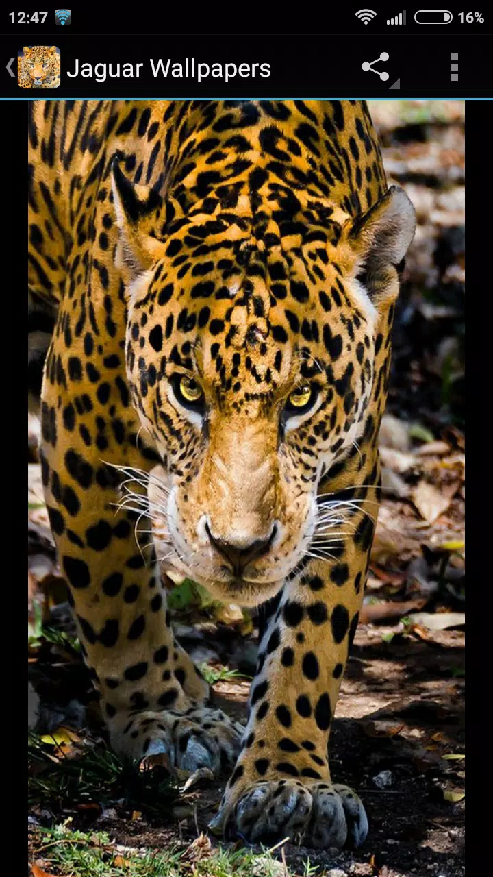 Fondos de Pantalla Jaguar APK voor Android Download