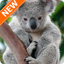 APK Fondos de Pantalla Koala