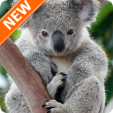 Koala Wallpapers icon