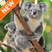 Fondos de Pantalla Koala HD