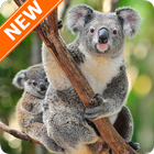 Fondos de Pantalla Koala HD आइकन