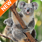 Fondos de Pantalla Koala HD ícone