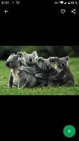 Fondos de Pantalla Koala HD imagem de tela 3