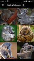Fondos de Pantalla Koala HD ポスター