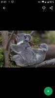 Fondos de Pantalla Koala HD スクリーンショット 1