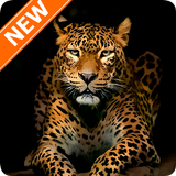 Fondos de Pantalla Leopardo HD ícone