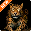 ”Leopard Wallpapers HD