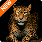 Fondos de Pantalla Leopardo HD icône
