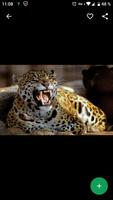 Fondos de Pantalla Leopardo HD ảnh chụp màn hình 1