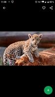 Fondos de Pantalla Leopardo HD capture d'écran 2