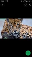 Fondos de Pantalla Leopardo HD capture d'écran 3
