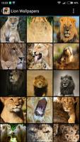 Lion Wallpapers পোস্টার