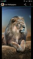 Lion Wallpapers syot layar 1