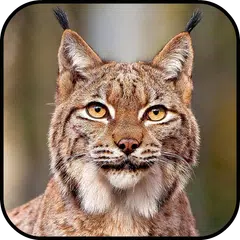 Fondos de Pantalla Lince