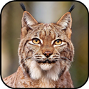 Fondos de Pantalla Lince APK