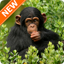 Fondos de Pantalla Mono HD APK