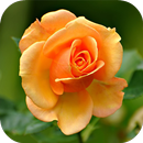 Fondos de Pantalla Rosas Naranjas HD APK