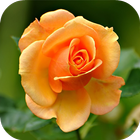 Fondos de Pantalla Rosas Naranjas HD icône