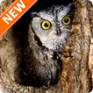 ”Owl Wallpapers HD