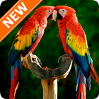 Parrot Wallpapers icon