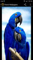 Parrot Wallpapers screenshot 1