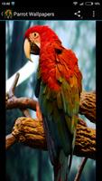 Parrot Wallpapers screenshot 2