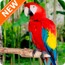 Parrot Wallpapers HD APK