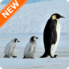 Fondos de Pantalla Pingüino ícone