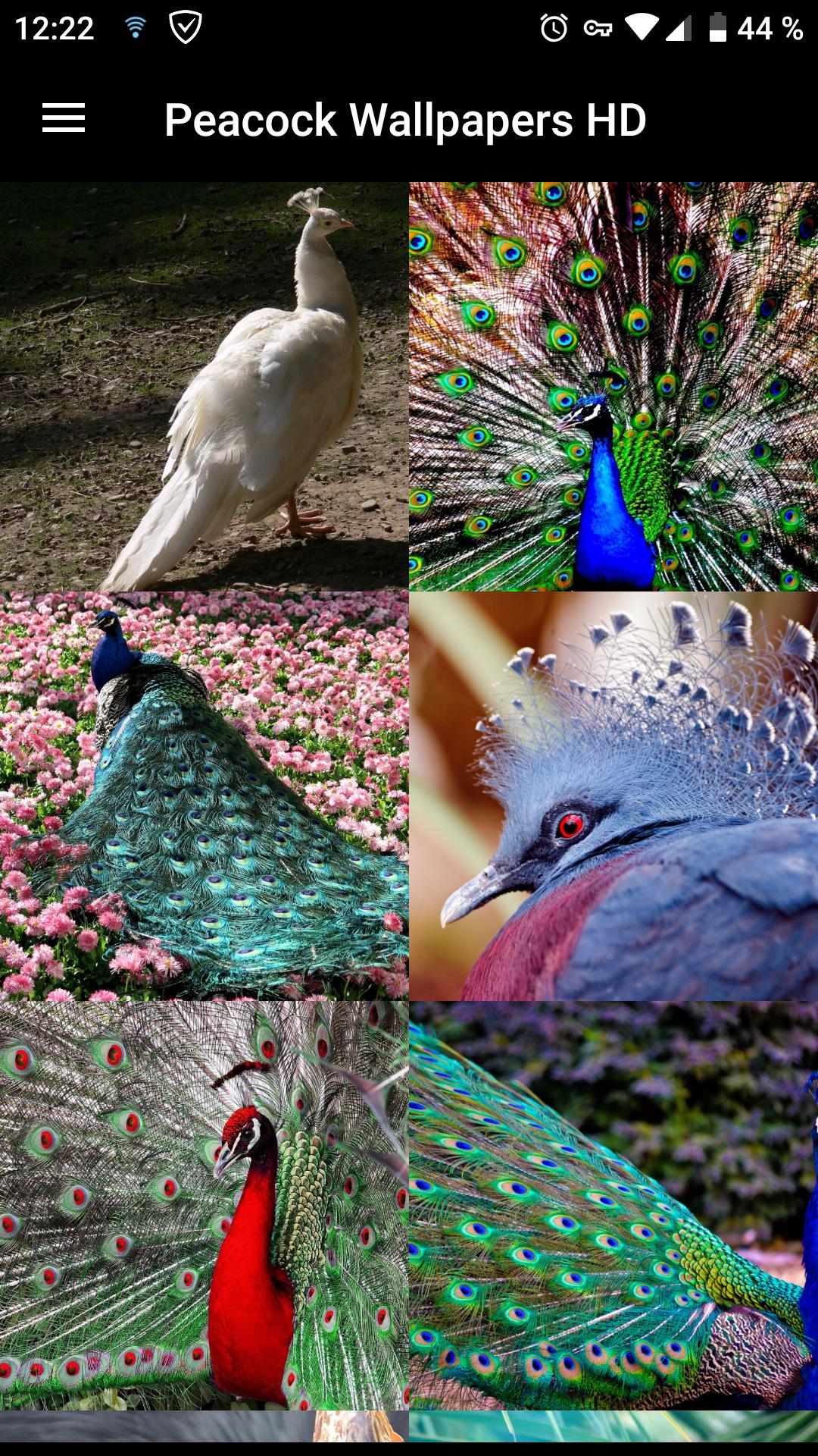 Android İndirme için Fondos de Pantalla Pavo Real HD APK Android İndirme için Fondos de Pantalla Pavo Real HD APK