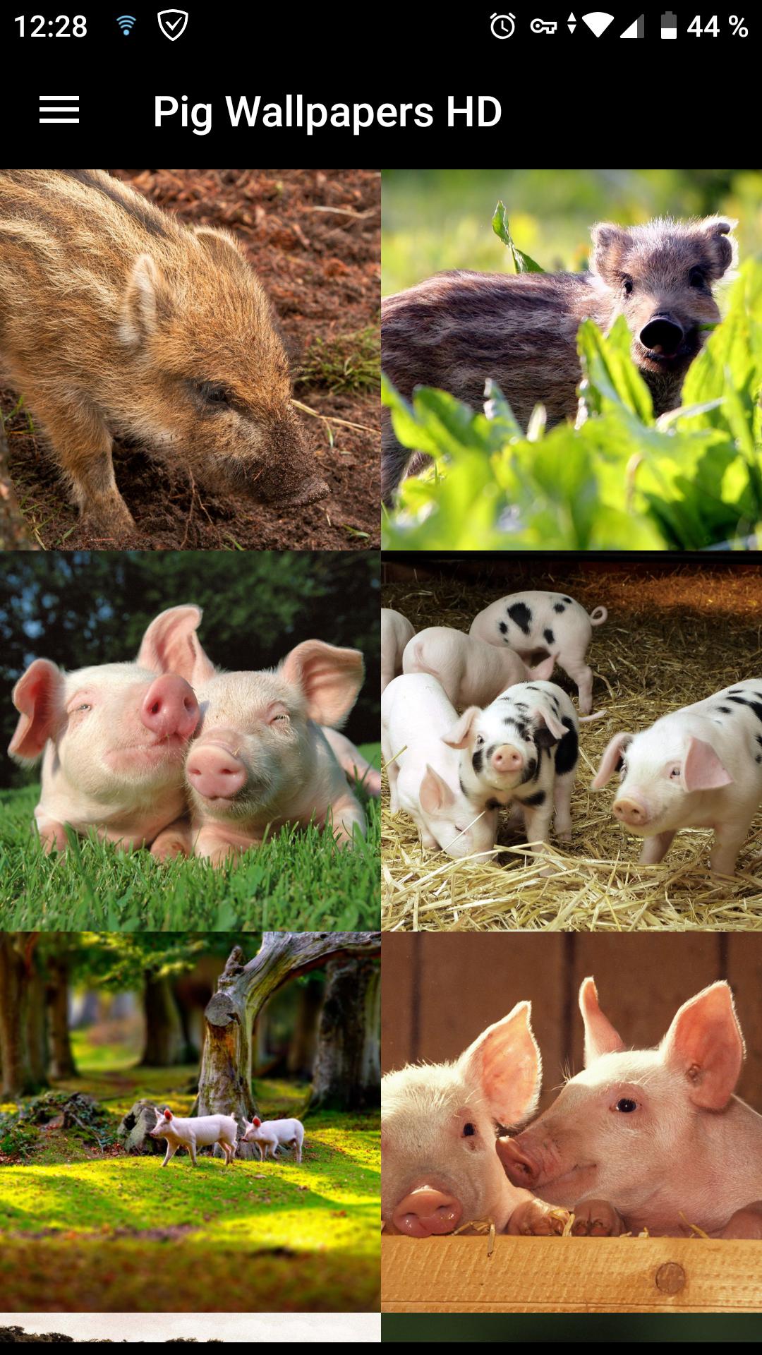 Fondos de Pantalla Cerdo HD APK للاندرويد تنزيل Fondos de Pantalla Cerdo HD APK للاندرويد تنزيل
