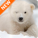 Polar Bear Wallpapers HD APK
