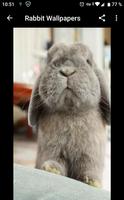 Rabbit Wallpapers ภาพหน้าจอ 3