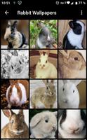 Rabbit Wallpapers poster