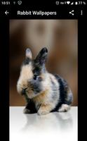 Rabbit Wallpapers স্ক্রিনশট 1