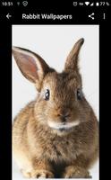 Rabbit Wallpapers স্ক্রিনশট 2