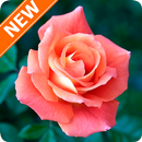 Fondos de Pantalla Rosas Salmón HD APK